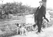 Bakker A.Hellinga op de Sweagsterwei vent zijn vers gebakken roggebrood en andere waren uit. Het was in de jaren dat honden nog als trekdieren werden gebruikt.