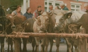 Vijftien pinken, een paar stierkalveren en drie pony's. Meer werd er in het voorjaar 1998 niet aan levende have aangeboden op de Gerdykster Merke. De Traditionele voorjaarsmarkt is vrijwel verworden tot een gewone braderie. (foto Harry Blokzijl).