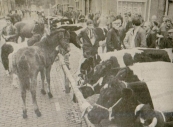 1985 Publiek en handel wist vanmorgen de weg naar Gorredijk te vinden voor de traditionele Gordykster merke. De diskelju staan al weken van te voren bij marktmeester Popkema op de stoep om een plaatsje te bespreken. Er zijn liefst 175 kraampjes deze keer. Meer konden er echt niet bij en dat betekent, dat Popkema bijna 200 kooplui teleur moest stellen. Volgens Popkema staat de Gordykster merke vrij goed bekend bij de handel. Se komme oeral wei. Ik hie juster noch ien ut Seelan. Dy woe doen noch komme. Ik sei, man bliuw dêre, op 'e bonnefoai en dan heulendal ut Seelan. Er was ook een redelijke aanvoer van vee. er waren wat hynderkes en de kermis die het hele weekeinde van de partij was, was eveneens weer ouderwets bezet.