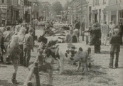 3 mei 1988, Meer vee, maar minder mensen; dat is de balans van de gisteren gehouden traditionele Gerdykster merke. Aan het weer kon het niet liggen, de zon zorgde voor zomerse temperaturen. Marktmeester Tjeerd Popkema was uiterst tevreden over de aanvoer van vee, dat op de Hoofdstraat uitgestald werd. Juist de laatste jaren zat volgens hem de klad in de veehandel. De belangstelling voor de meer dan tweehonderd marktkraampjes was echter dit jaar minder.