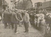 1991 Mei, Zuinige gezichten gisteren op de traditionele Gerdykster Merke in Gorredijk. Tussen de ongeveer 17.000 bezoekers zaten veel kijkers en weinig kopers. Marktmeester Tjeerd Popkema wijt de matige belangstelling van het publiek aan de verschillende braderieën die de afgelopen weken in de omgeving van Gorredijk werden gehouden. Toch kijkt hij tevreden terug op de marktdag. Met 160 kramen was de markt weliswaar een tikkeltje kleiner dan anders maar de aanvoer van vee steeg dit jaar. Op de markt werden 112 runderen, 24 schapen en 2 pony's te koop aangeboden. Toch liet ook de verkoop van vee in Gorredijk te wensen over. Een veerijder: Der is net goed ferkocht. Ik moat daliks wer twa kij werombringe. No dan witst it wol. (Foto LC/Siep van Lingen)