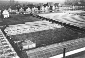 Het glastuinbedrijf van de gebr.v.d.Schoot aan het zuideinde van de Brouwerswal, toen nog Kortezwaag. Timmerfabriek de vries bouwde hier later haar kantoor en fabriekshallen