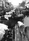 De veemarkt in de Hoofdstraat in mei 1976.